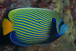 BD-150226-Sharm-7024-Pomacanthus-imperator-(Bloch.-1787)-[Emperor-angelfish.-Äkta-kejsarfisk].jpg